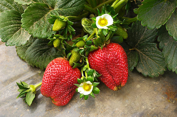 close-up of ripening strawberies en la vid - strawberry vine fotografías e imágenes de stock