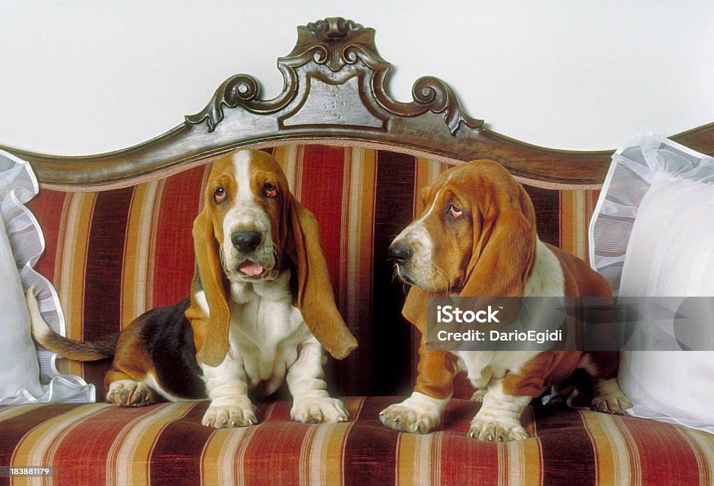 Animali cane basset hound - Foto stock royalty-free di Basset Hound