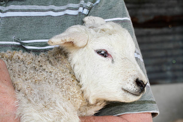 istock Baby lamb held in arms close up 183881298