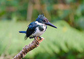 amazonas-eisvogel-tropische-vogel-von-panama.jpg?b=1&s=170x170&k=20&c=_go9CcMacgPPKjW4pr5mt5GhUmrMrzvsPTQgar0aWEA=