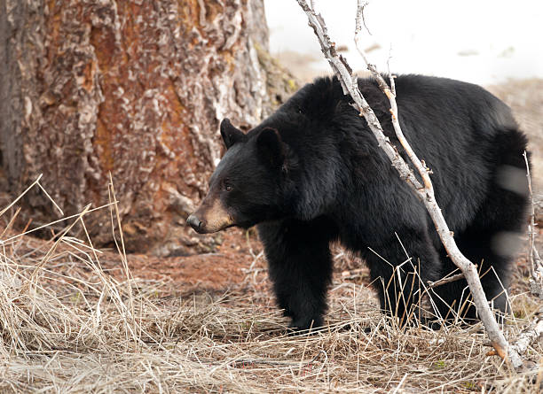 istock Black Bear - Yellowstone National Park 183881405