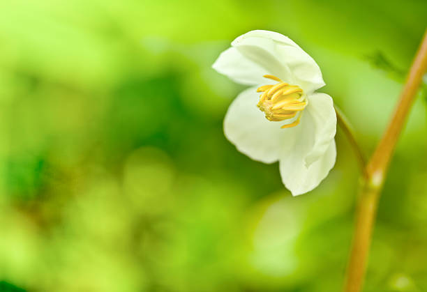 The Large Flowered Trillium is one of the many different kinds of trilliums found in the Great Smoky Mountains National Park. This one was photographed next to a busy trail.
