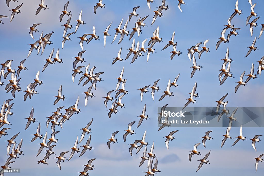 Flock of migrating Black-tailed Godwits flying against sky A flock of Black-tailed Godwits Black Tailed Godwit Stock Photo
