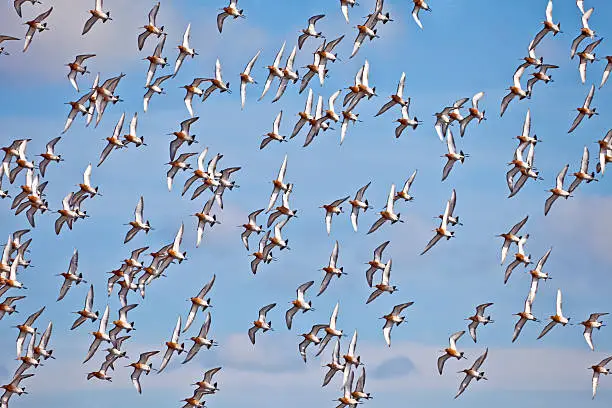 Photo of Flock of migrating Black-tailed Godwits flying against sky