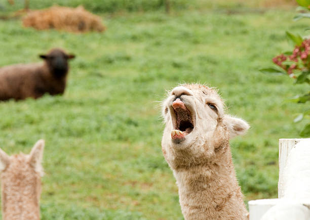 istock Huacaya Alpaca (Vicugna pacos) Yawning. 183881920