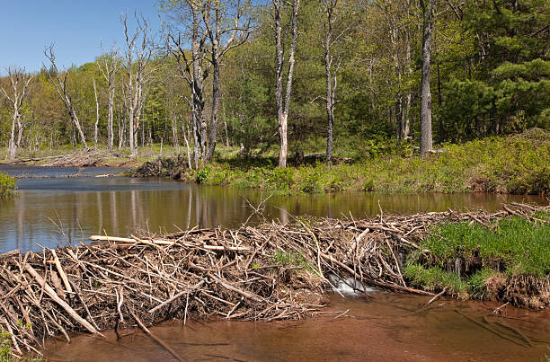 Beaver Dam A beaver dam found in the Catskill Mountains of New York State is evidence that some industrious beaver live nearby. There's a beaver hut in the background too. Here are some related images: beaver dam stock pictures, royalty-free photos & images
