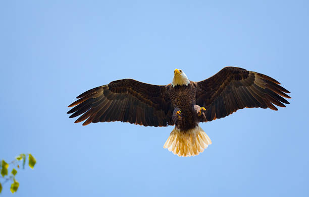 istock Bald Eagle About to Land on High Tree Branch 183882109