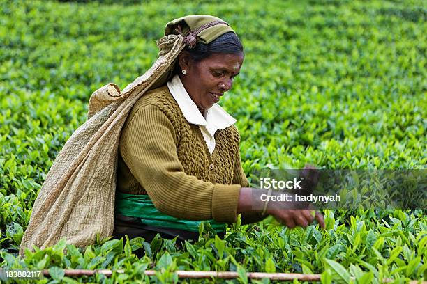 Tamil Chá Pickers Sri Lanka - Fotografias de stock e mais imagens de Adulto - Adulto, Agricultura, Ajardinado