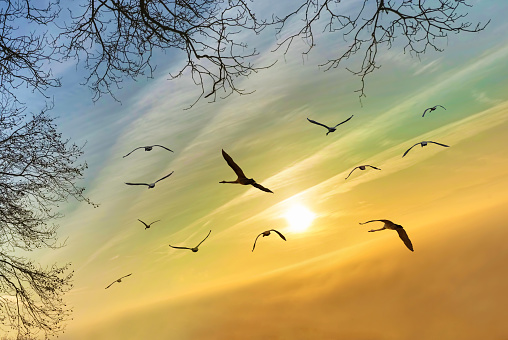 Silhouette of birds gracefully in flight, gliding near trees as the sun sets, environment or ecology concept