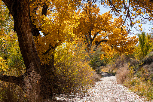 Cottonwoods along the trail in Autumn, Aztec, New Mexico, USA