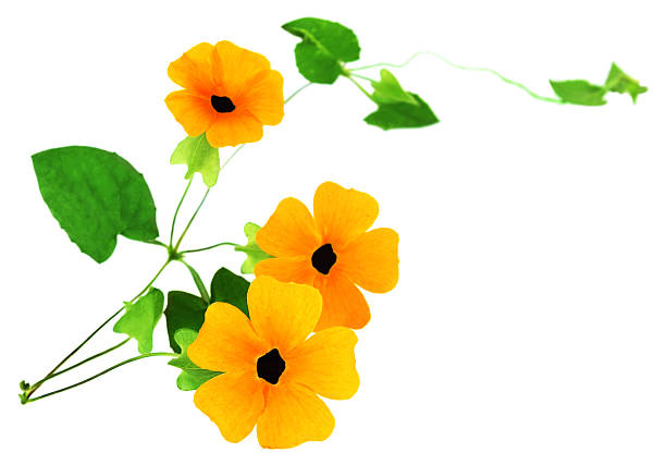 Macro image of single flower of Black-eyed Susan vine (Thunbergia alata)