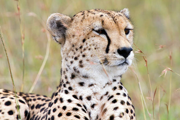 istock Cheetah, Masai Mara, Kenya 183882632