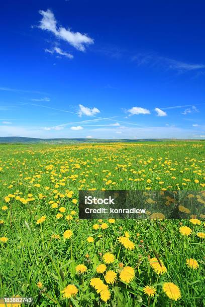 Pradodentedeleão Flores E Relva Verde - Fotografias de stock e mais imagens de Agricultura - Agricultura, Ajardinado, Amarelo