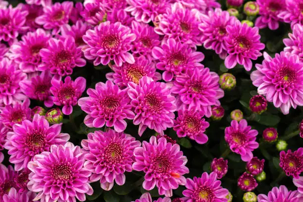 Group of pink flower as blackground and texture