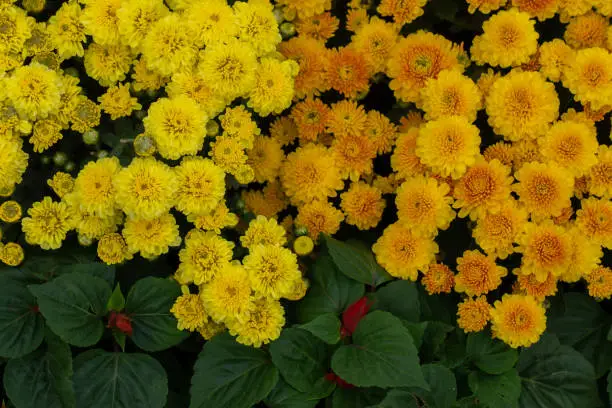 A multicolored bunch of flowers in a garden