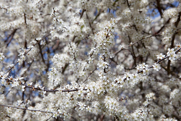 istock Blackthorn, Sloe (Prunus spinosa) blossom 183882833