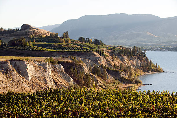 vineyard okanagan valley winery, penticton, naramata - okanagan penticton lake okanagan lake stock-fotos und bilder