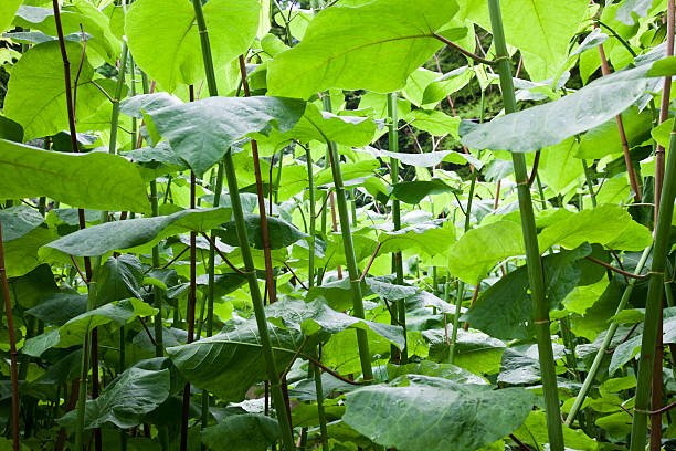 Japanese Knotweed 'forest' (Fallopia japonica) - Invasive species stock photo