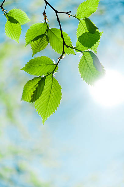 istock Green leaf opposite sun and sky 183882951