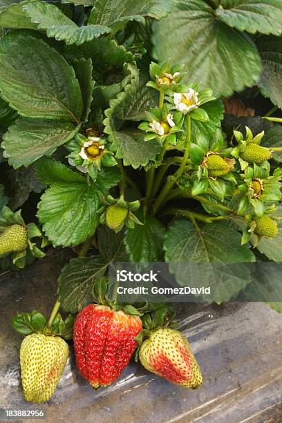 Closeup Of Ripening Strawberies En La Vid Foto de stock y más banco de imágenes de Agricultura - Agricultura, Aire libre, Alimento