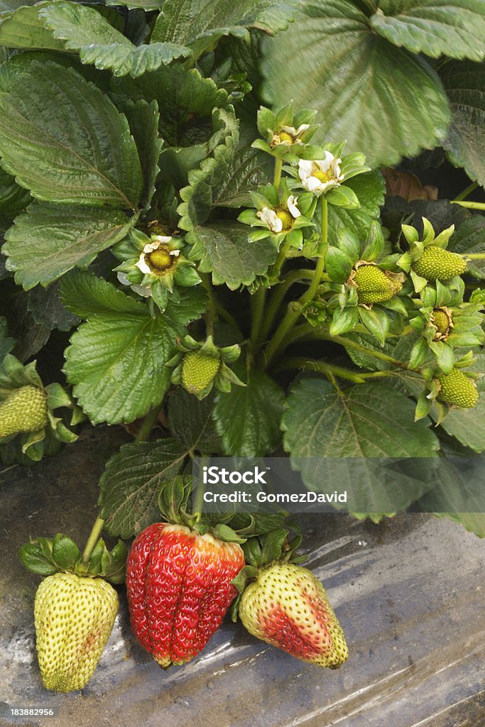 Close-up of 숙화 Strawberies 굴절률은 바인 - 로열티 프리 0명 스톡 사진