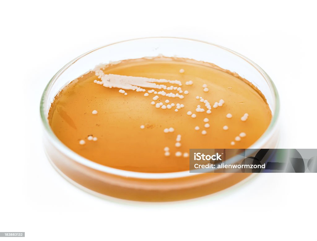 Brewer's yeast culture on a petri dish Pure culture of Saccharomyces cerevisiae on a petri plate. Yeast Stock Photo