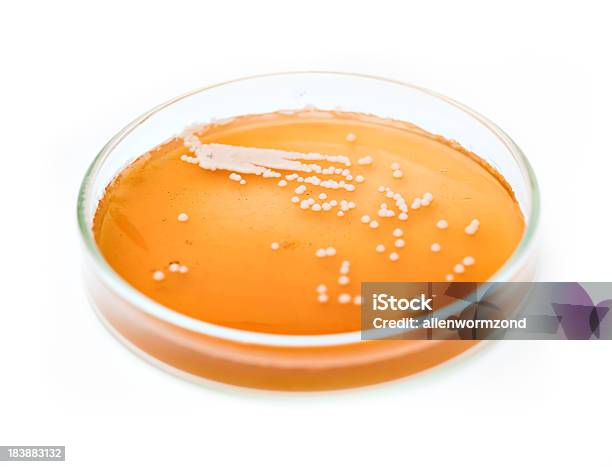 Brewers Yeast Culture On A Petri Dish Stock Photo - Download Image Now - Yeast, Beer - Alcohol, Micro Organism
