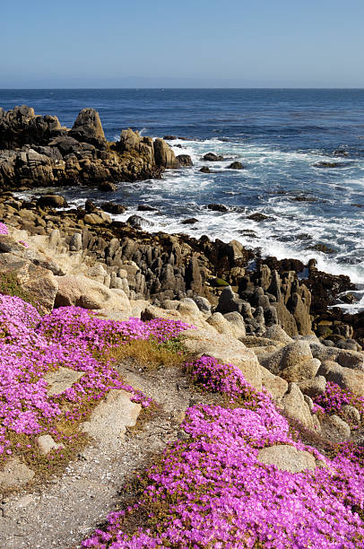 istock Flowering Plant Growing on Oceanside Cliff 183883144