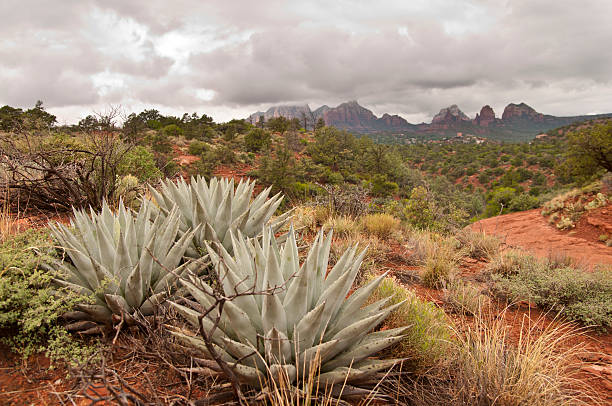 Fay Canyon, in the Red Rock-Secret Mountain Wilderness, is a one-and-a-half-mile box canyon containing many unusual red rock formations, a natural arch, a seasonal stream, and a variety of desert plants typical of the lower elevations around the Verde Valley.  Fay Canyon is part of the Coconino National Forest near Sedona, Arizona, USA.