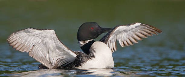 Loon Flapping Wings "Common loon ( Gravia immer ) bird flapping wings  Lake Winnipesaukee , New HampshireMORE LOONS" common loon photos stock pictures, royalty-free photos & images