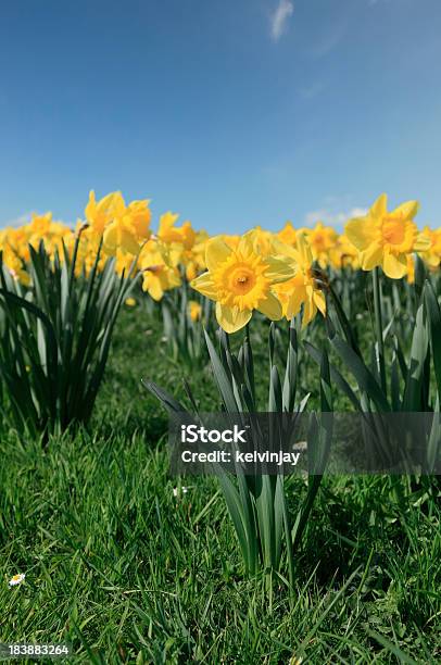 Frühling Blumen Stockfoto und mehr Bilder von Narzisse - Narzisse, Blau, Blume