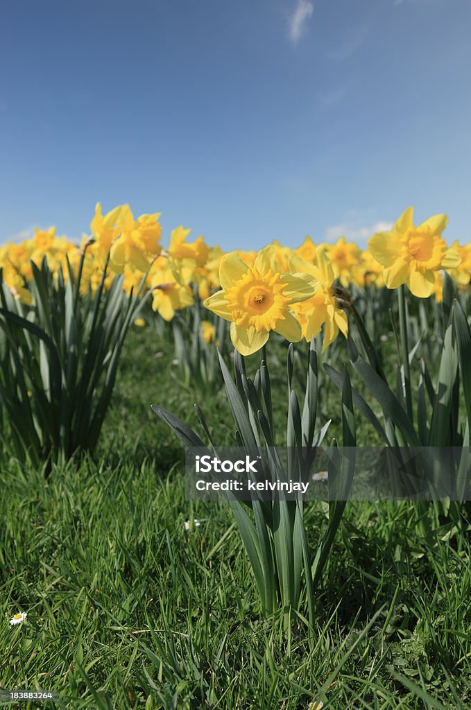 春の花 - ラッパズイセンのロイヤリティフリーストックフォト