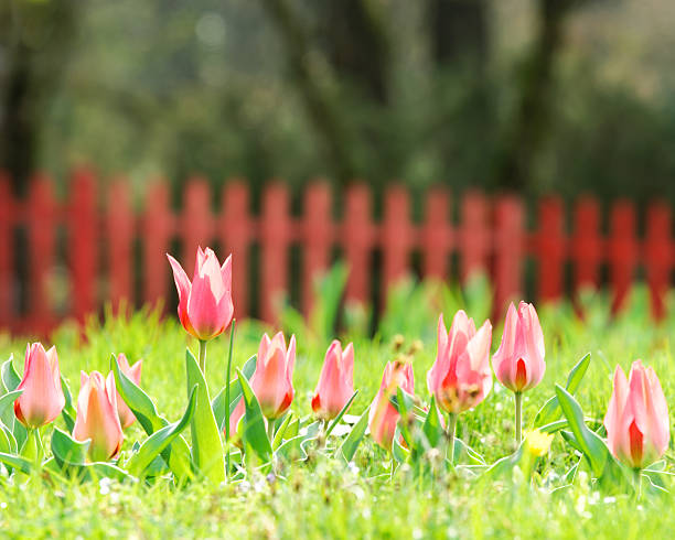 istock tulips in the  garden 183883334