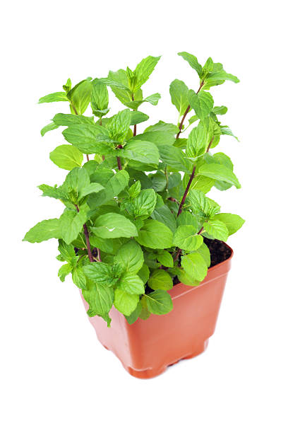 Subject: A potted fresh garden herb Basil in plastic retail container. Isolated on white background.