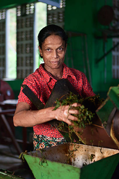 istock Tamil tea pickers, Sri Lanka 183883437