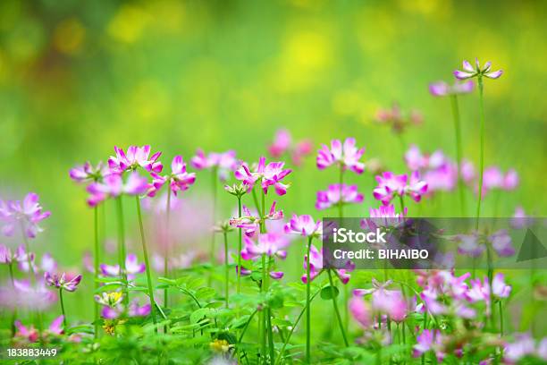 Astragalus Sinicus Stock Photo - Download Image Now - Astragalus, Flower, Agriculture