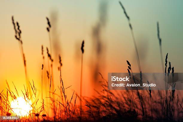 Zachód Słońca I Trawa - zdjęcia stockowe i więcej obrazów Zachód słońca - Zachód słońca, Jesień, Kwiat - Roślina