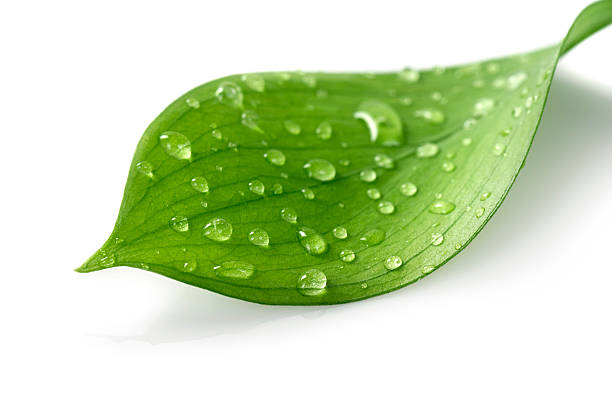 water drop on leaf - parte de planta fotografías e imágenes de stock