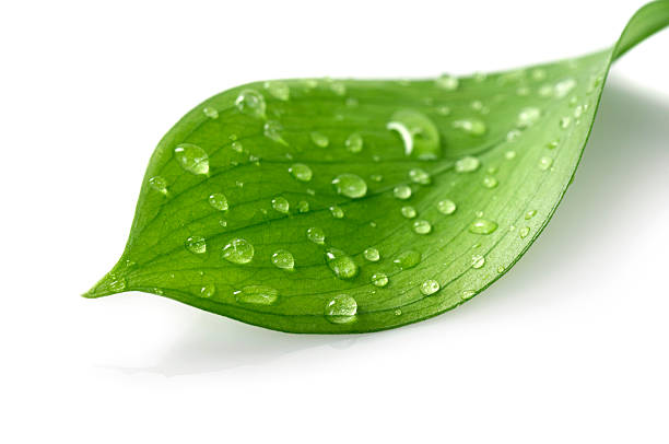 Water Drop on Leaf Water Drop on Leaf Isolated on White plant part stock pictures, royalty-free photos & images