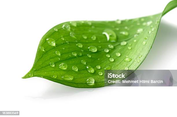 Water Drop On Leaf Stock Photo - Download Image Now - Leaf, Water, Drop