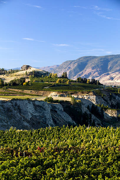 istock vineyard okanagan valley penticton naramata winery 183883863