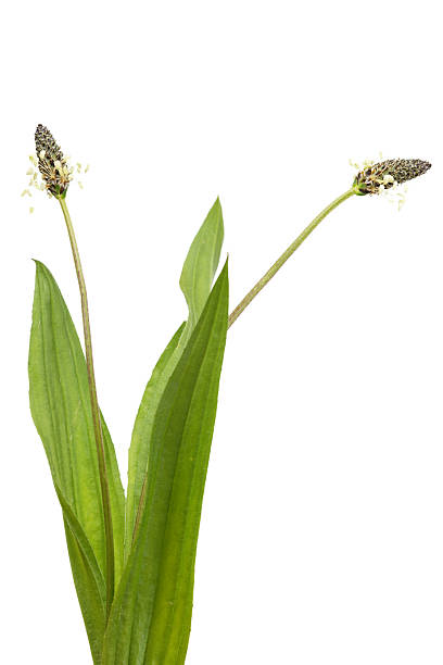 istock ribwort plantain (plantago lanceolata) isolated on white 183883884
