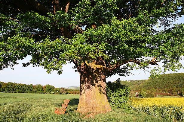 istock Part of oak tree with bench on meadow in spring 183884099