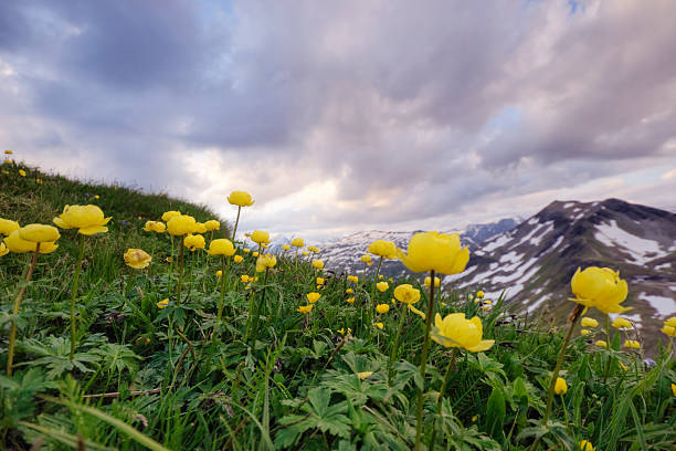 istock Buttercups in the Alps 183884230