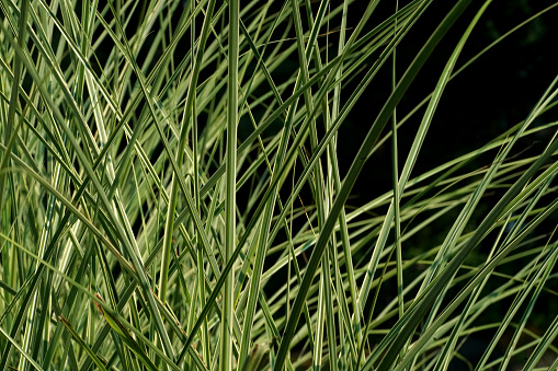 Tall green grasses in front of a dark background