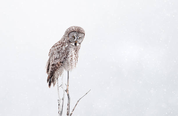 coruja cinza com snowing fundo branco - great white owl - fotografias e filmes do acervo