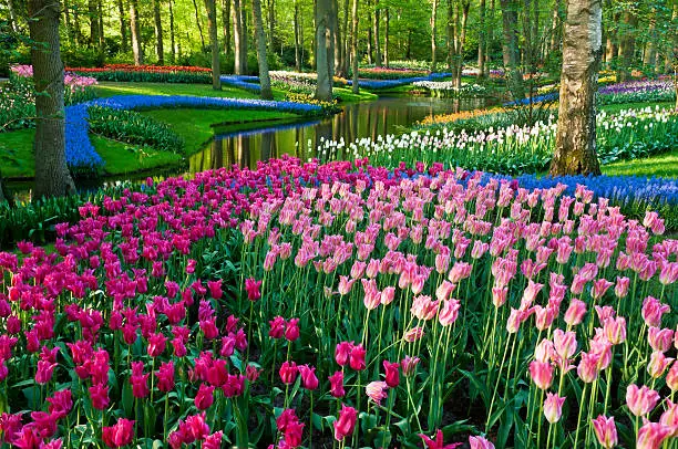 "Park with multi-colored spring flowers along a pond. Location is the Keukenhof garden, Netherlands.Other tulip images:"