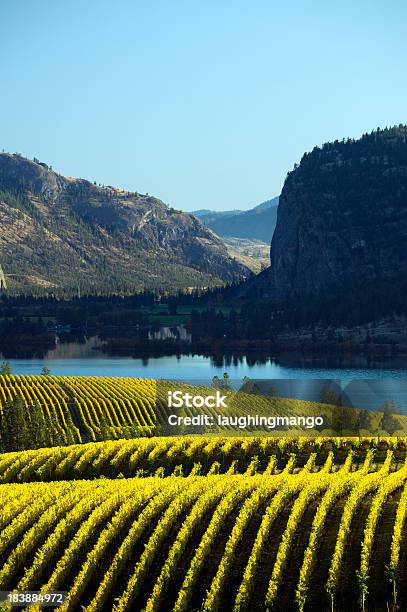 Vineyard Okanagan Valley Mcintyre Bluff Stockfoto und mehr Bilder von Agrarbetrieb - Agrarbetrieb, Kanada, Kanadische Kultur