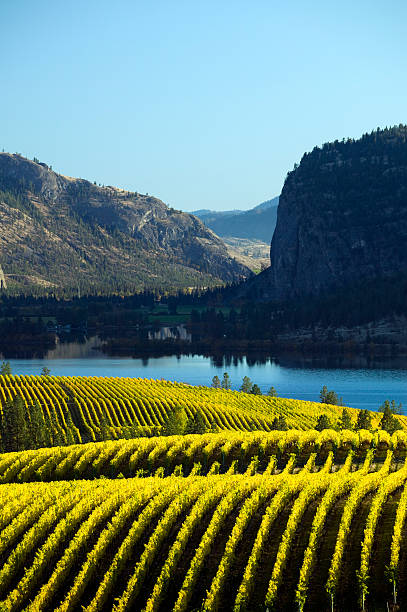 Landscape of a vineyard in okanagan valley McIntyre bluff yellow grape leaves in blue mountain vineyard with mcintyre bluff in the background autumn colors canadian culture photos stock pictures, royalty-free photos & images