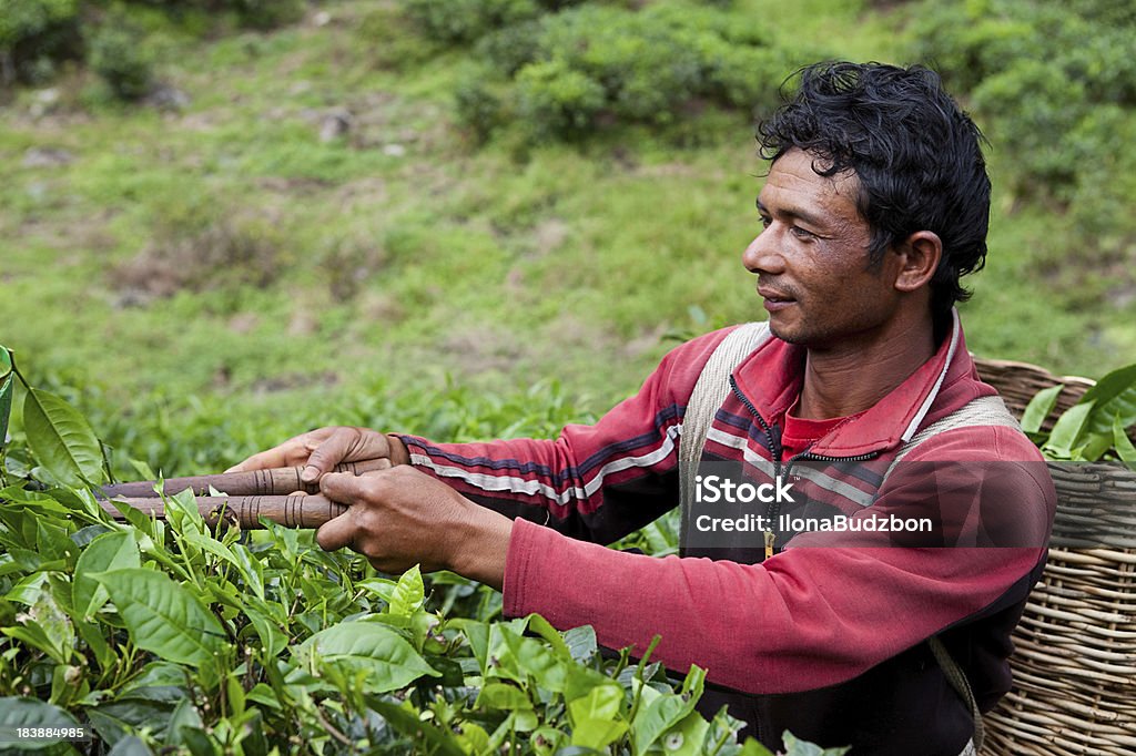 Tea Picker during his work "Man harvesting fresh tea leaves on Tea Plantation in Cameron Highlands, Malaysia." Activity Stock Photo